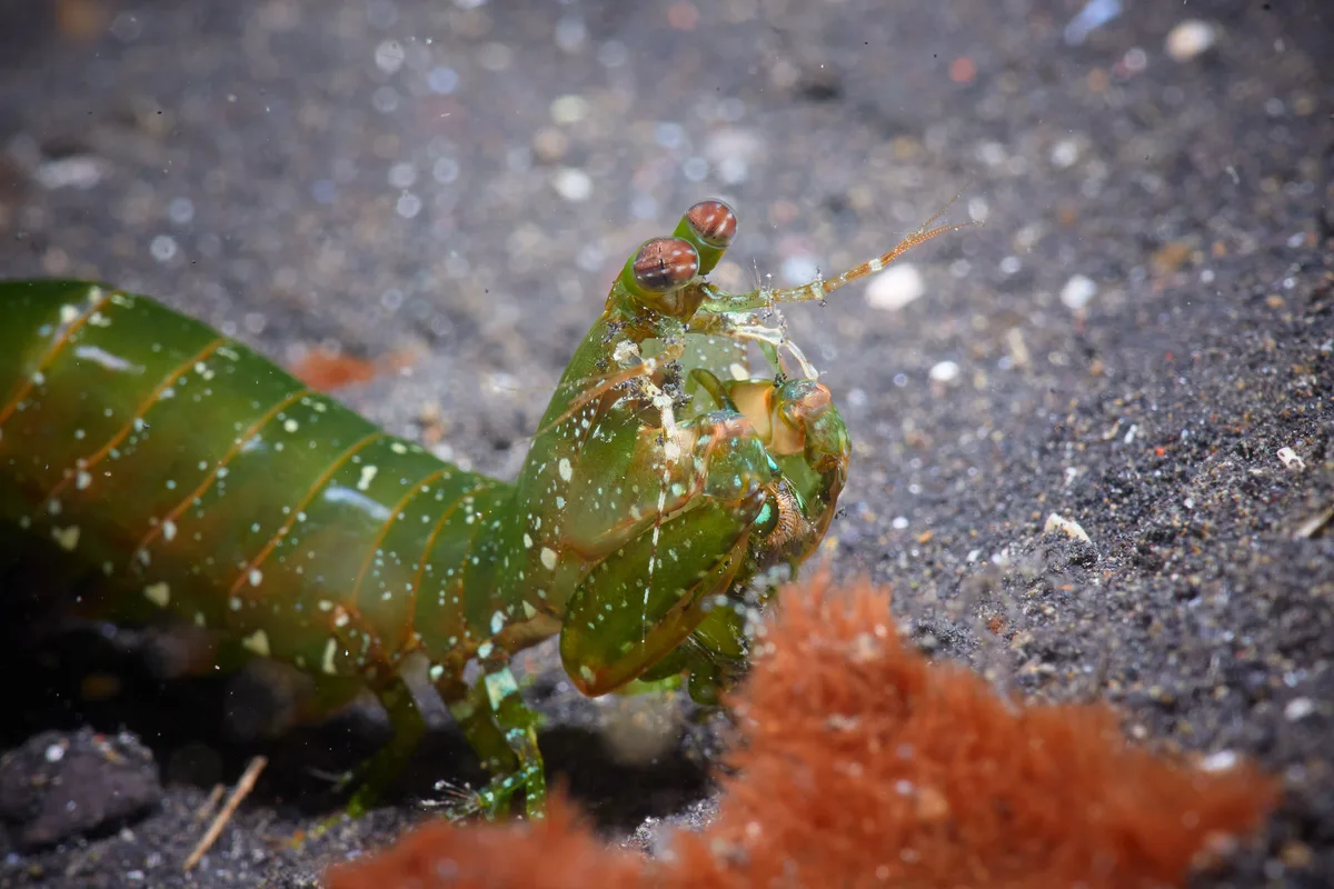 Common Mantis Shrimp - 1
