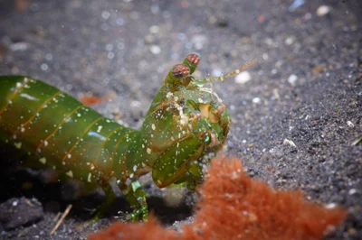 Common Mantis Shrimp - 1
