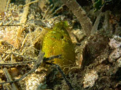 Pseudosquilla ciliata  - Bangka 2023