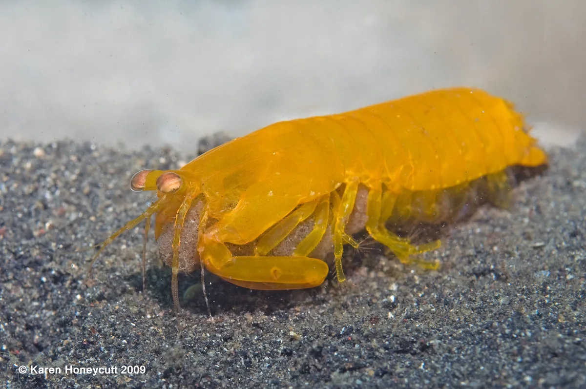 Pseudosquilla ciliata (Spearer Mantis Shrimp) with eggs - Lembeh, Indonesia