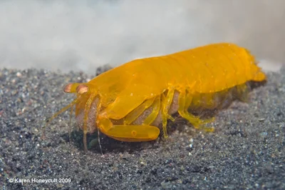 Pseudosquilla ciliata (Spearer Mantis Shrimp) with eggs - Lembeh, Indonesia