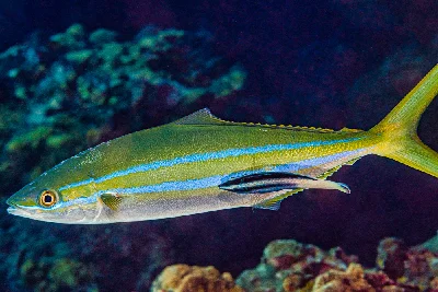 Rainbow Runner