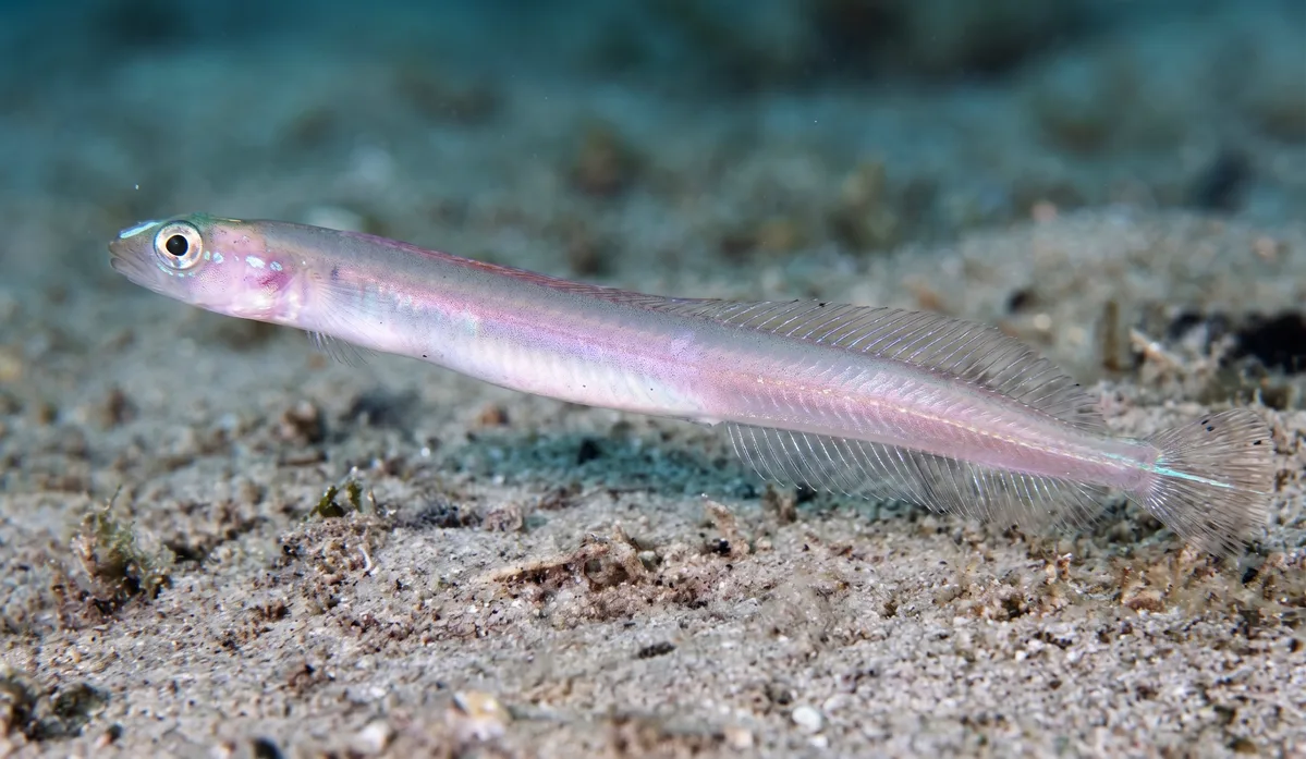 Rainbow Wormfish