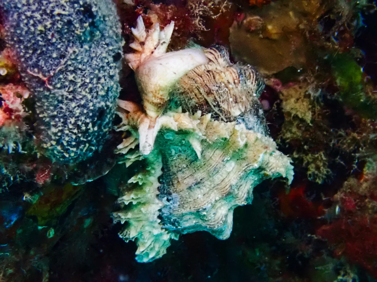 Ramose Murex