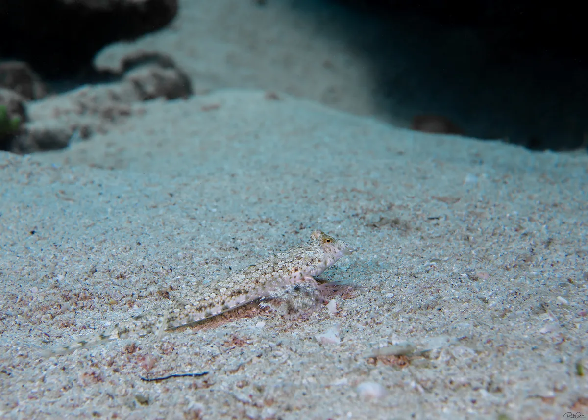 Randall’s Dragonet
