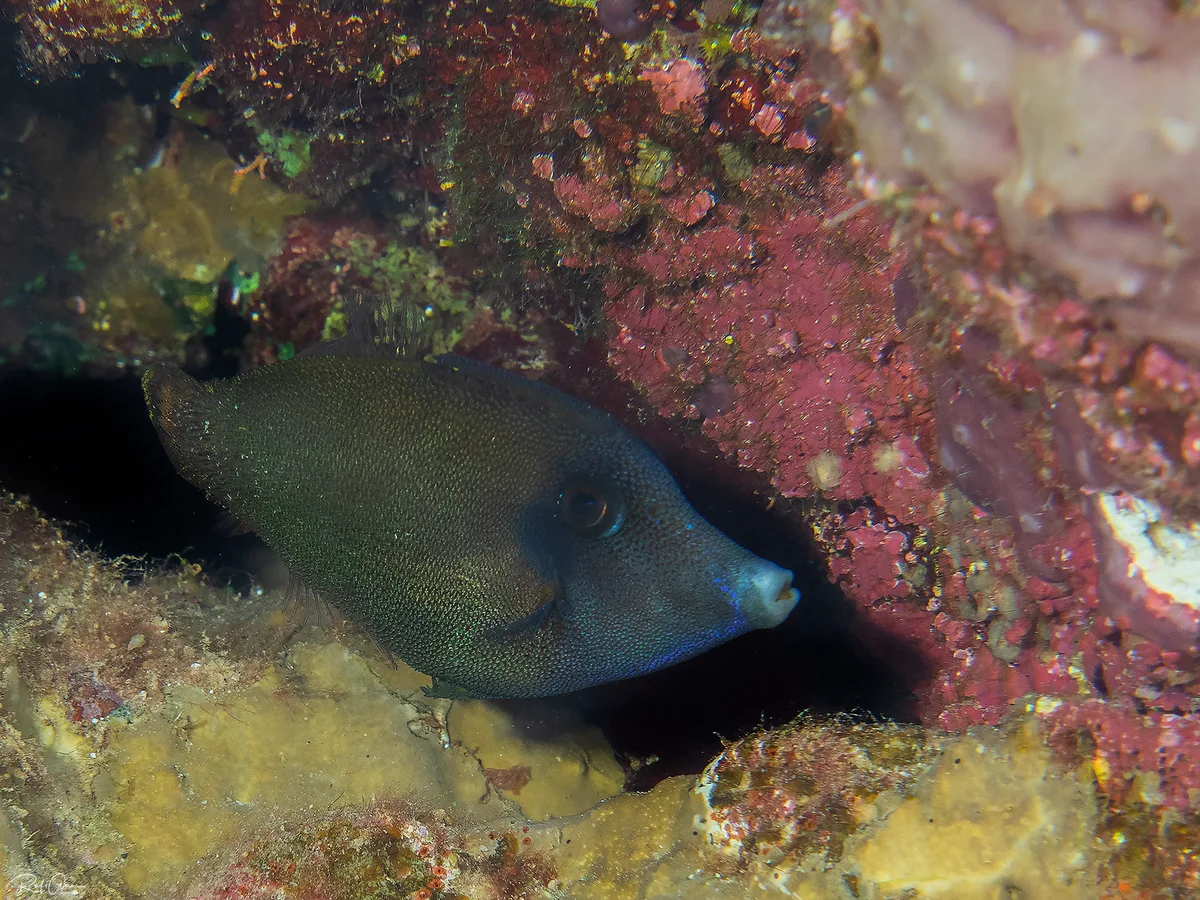 Randall’s Filefish