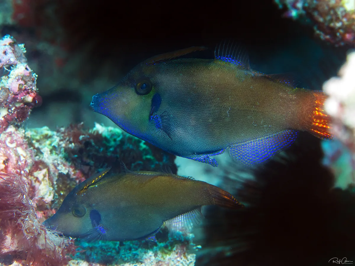 Randall’s Filefish