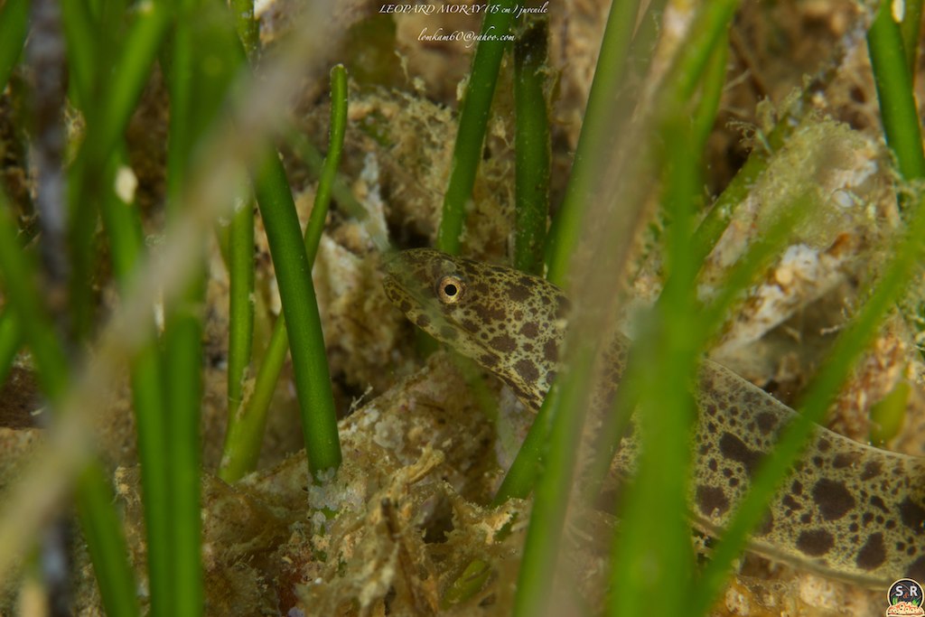 LEOPARD MORAY (15 cm) juvenile