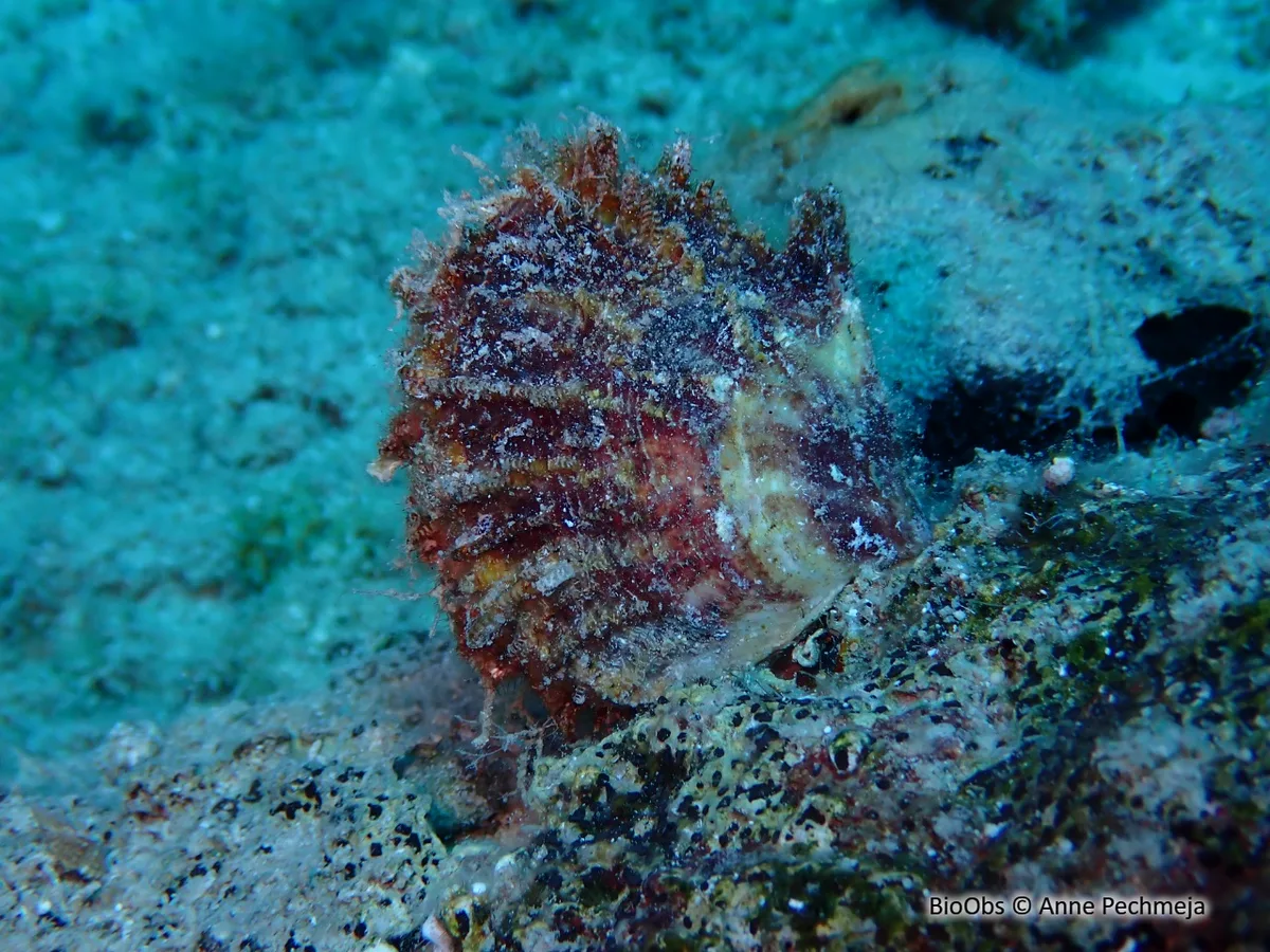 Rayed Pearl Oyster