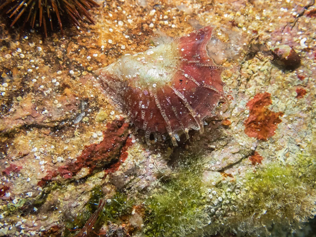 Pinctada radiata - Thessalia, Greece