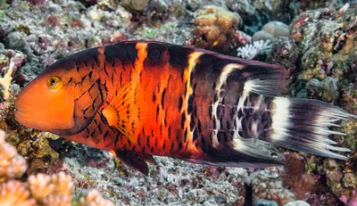 Red Sea Redbreasted wrasse, terminal phase - Cheilinus quinquecinctus