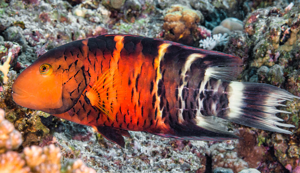 Red Sea Redbreasted wrasse, terminal phase - Cheilinus quinquecinctus
