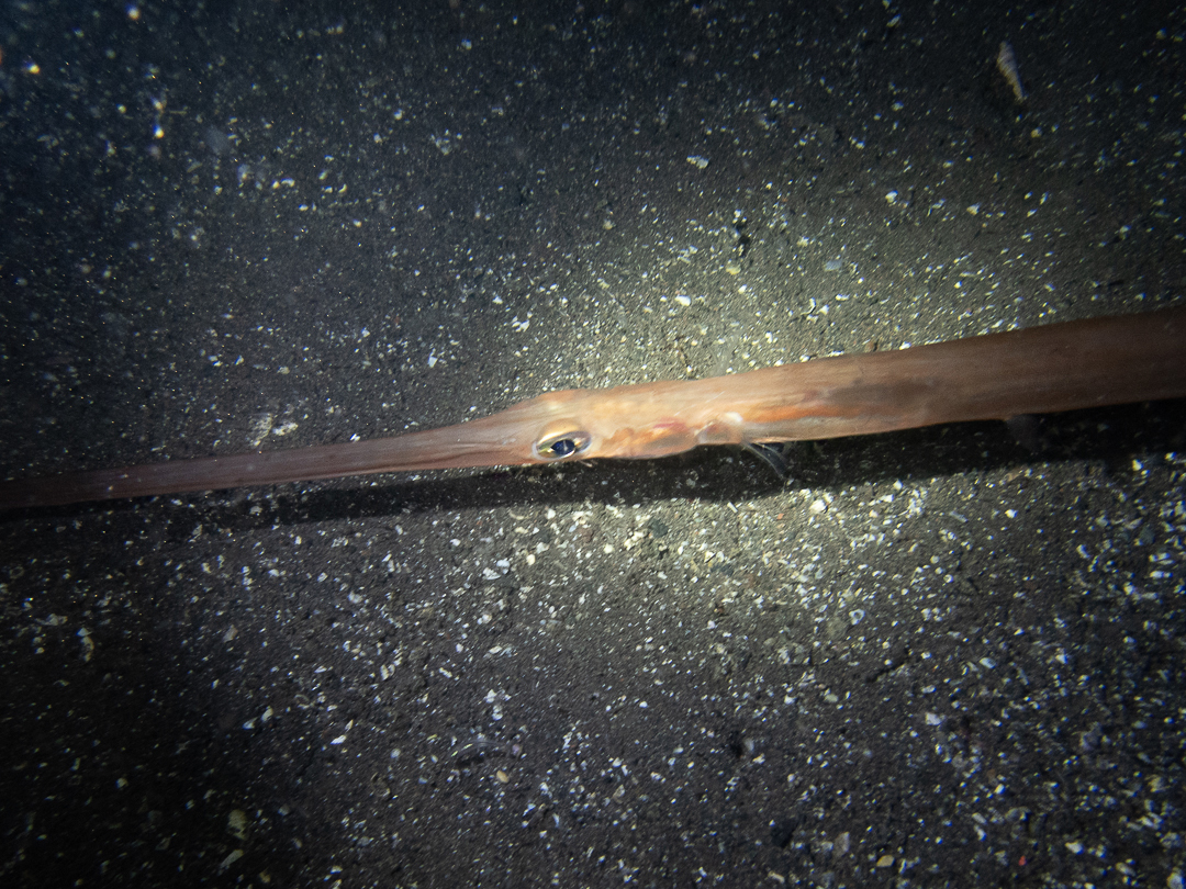 Fistularia petimba - Nishiuraenashi, Numazu, Shizuoka 410-0244, Japan