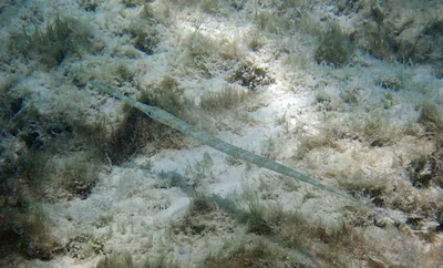 Fistularia petimba - Panasesa Island, Milne Bay Province, Papua New Guinea