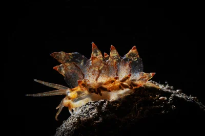 Eubranchus rubropunctatus