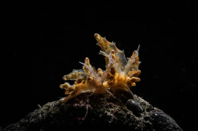 Eubranchus rubropunctatus