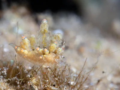 Eubranchus cf. rubropunctatus