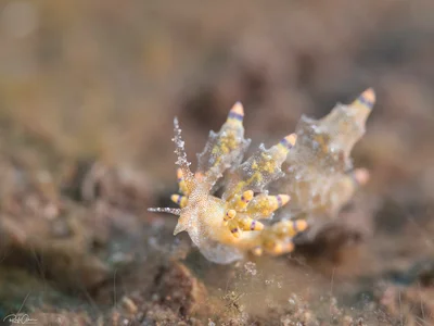 Eubranchus rubropunctatus - Red-tipped Eubranchus