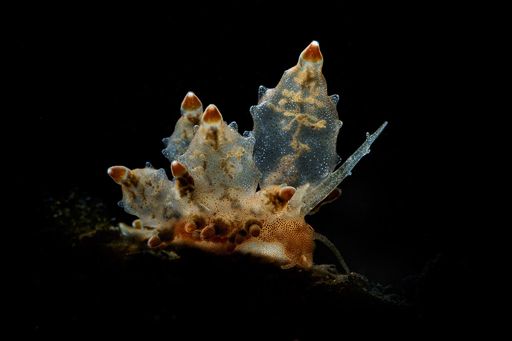 Tranlucent eubranchus nudibranch