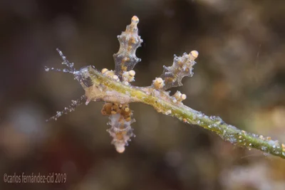 Eubranchus rubropunctatus. Anilao 2019