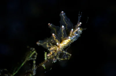 P1080616__Skeleton-shrimp and nudibranch (Eubranchus rubropunctatus) 1