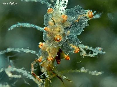 Eubranchus rubropunctatus (2)
