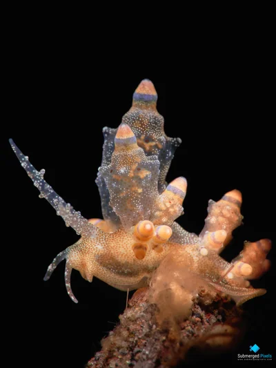 Red-tipped Eubranchus