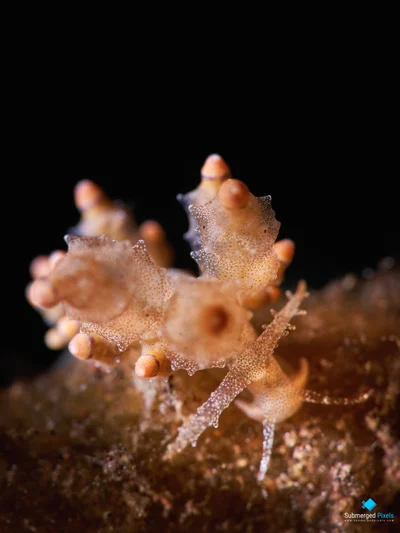 Red-tipped Eubranchus