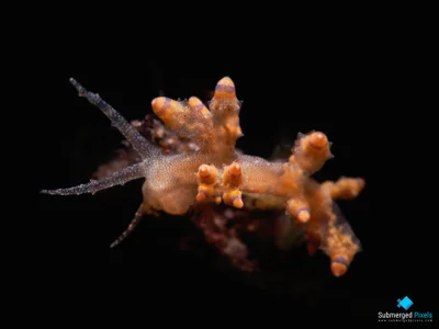 Red-tipped Eubranchus