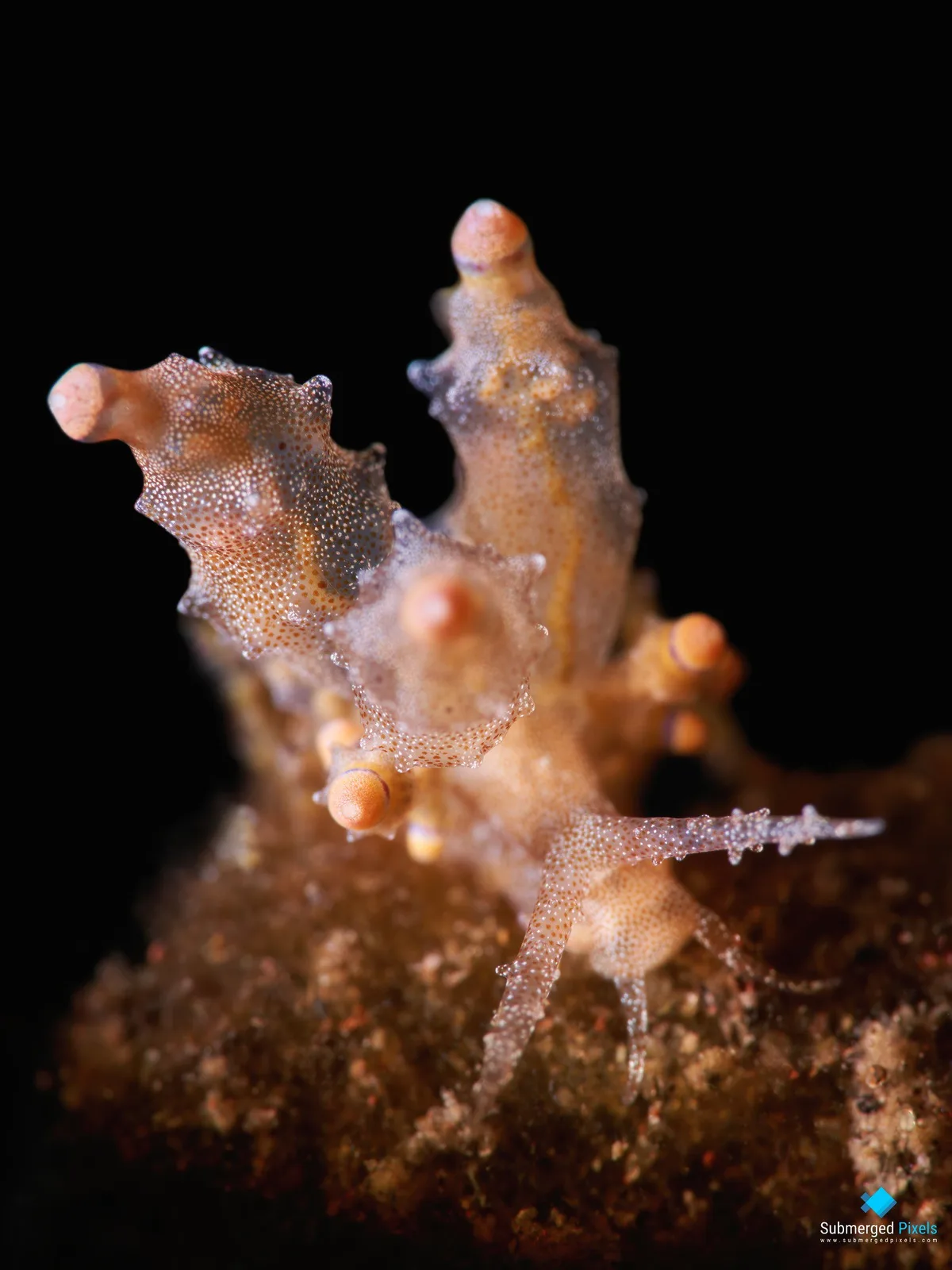 Red-tipped Eubranchus