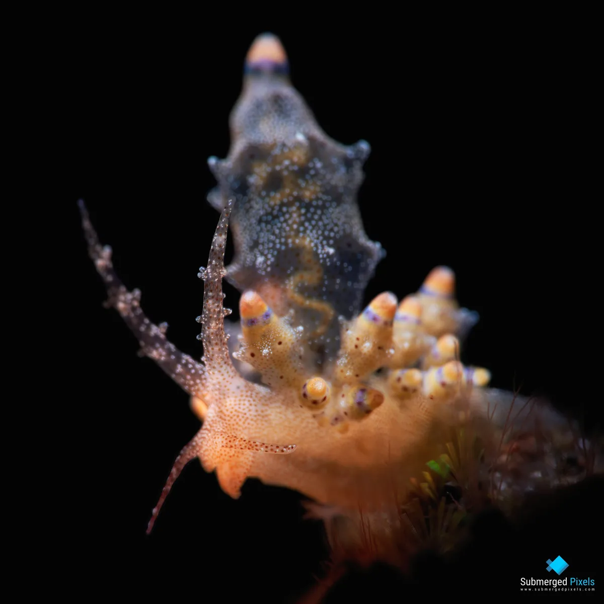Red-tipped Eubranchus