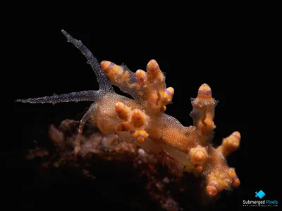 Red-tipped Eubranchus