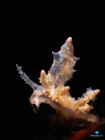 Red-tipped Eubranchus