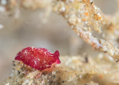 Pseudoceros rubronanus