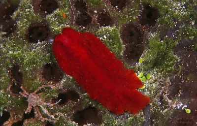 Marine Flatworm