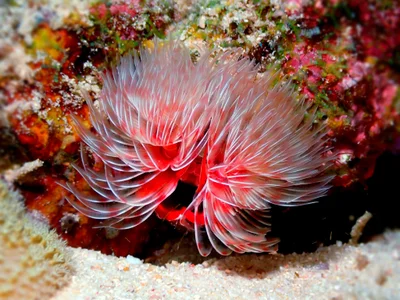 Beautiful Red Fanworm, Protula bispiralis