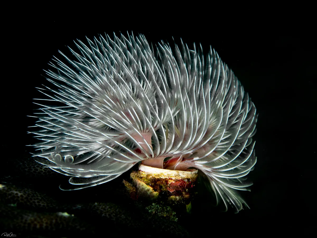 Red Fanworm - Protula bispiralis