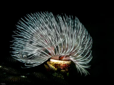 Red Fanworm - Protula bispiralis