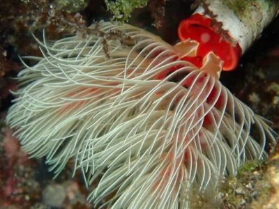 オオナガレカンザシ Protula bispiralis