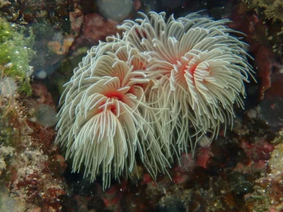 オオナガレカンザシ Protula bispiralis