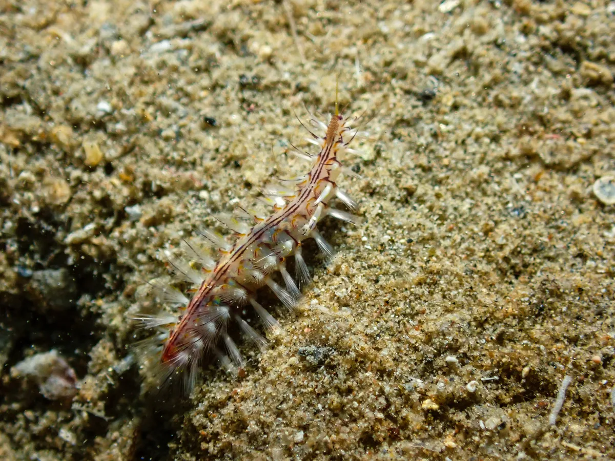 Golden Fireworm