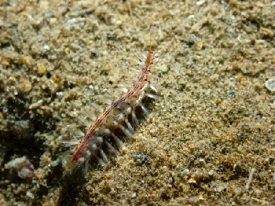Golden Fireworm