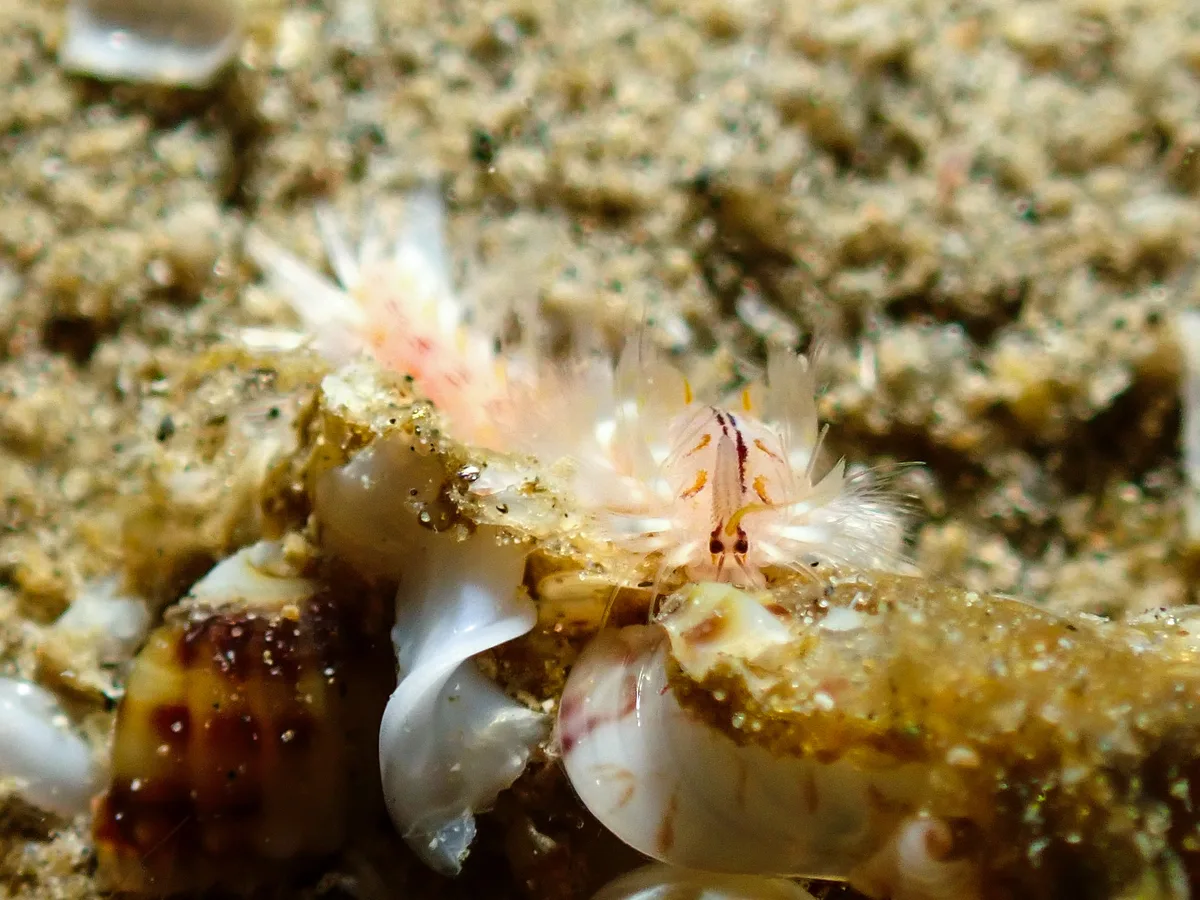 Golden Fireworm