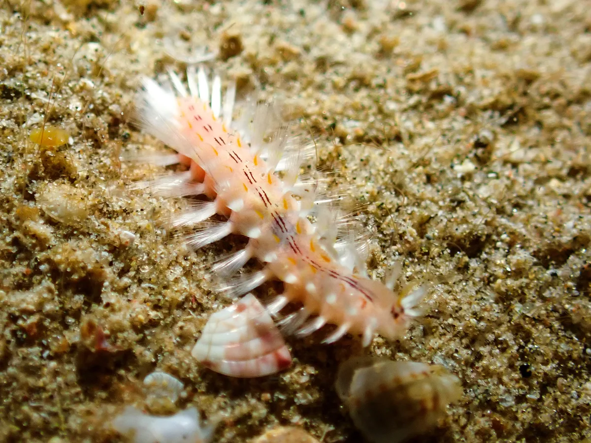 Golden Fireworm