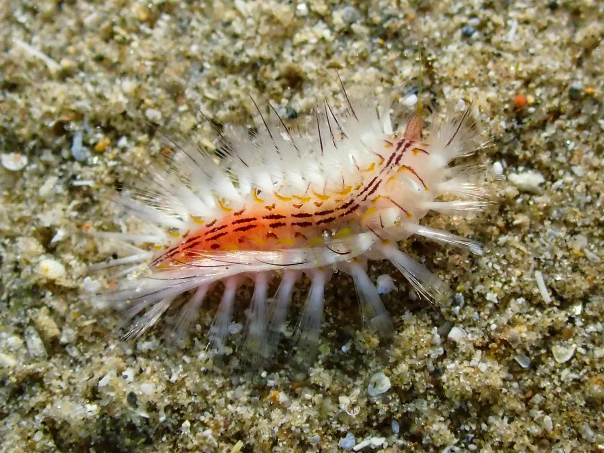 Red-gilled Mudworm