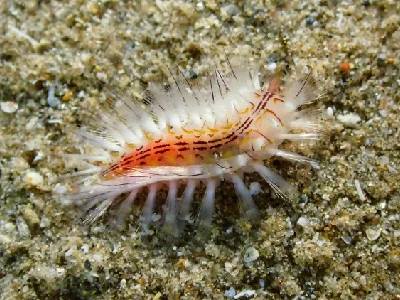 Red-gilled Mudworm