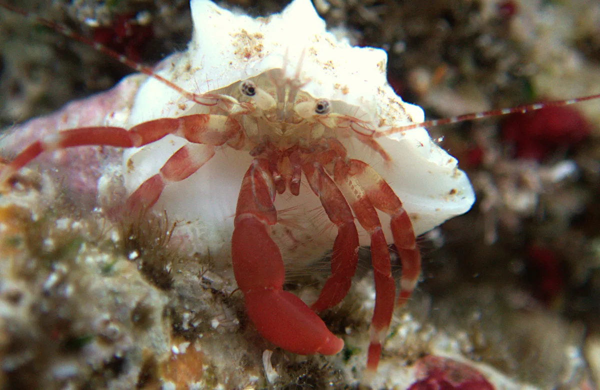 Pagurixus ruber - Îles du Vent, PF