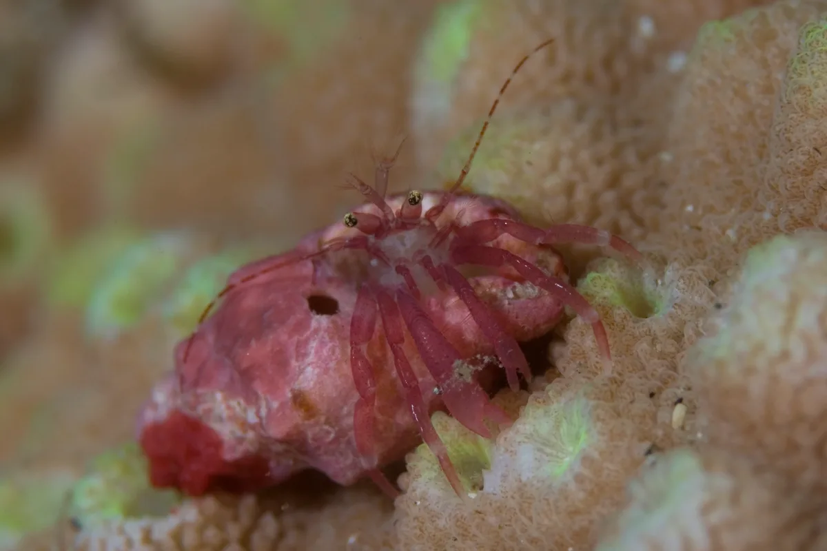 Pagurixus ruber - 鹿児島県熊毛郡屋久島町一湊　一湊タンク下