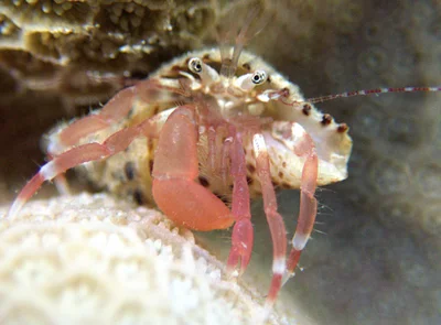 Pagurixus ruber - French Polynesia