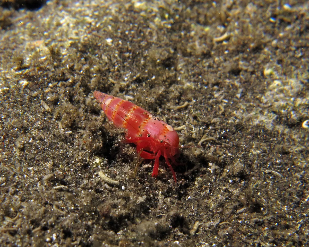 Pagurixus ruber - L'Étang-Salé, RE-PL, RE